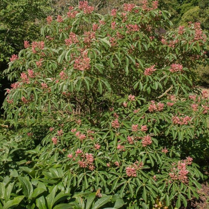 Dwergkastanje - Aesculus pavia 'Rosea Nana'