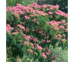 Perzische slaapboom - Albizia julibrissin 'Rouge de Tuiliere'