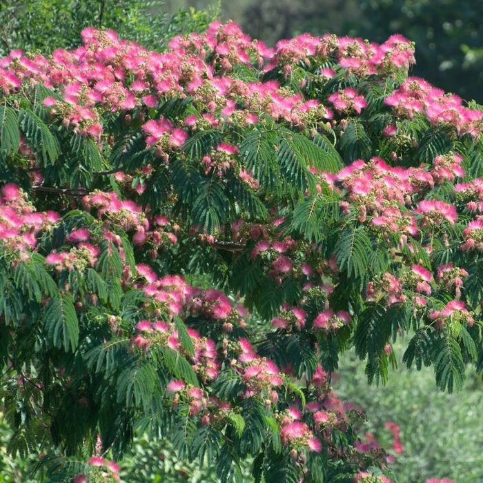 Perzische slaapboom - Albizia julibrissin 'Rouge de Tuiliere'