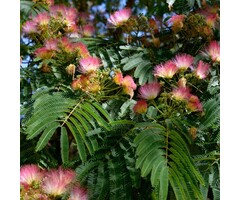 Perzische slaapboom - Albizia julibrissin 'Boubri' (Ombrella)