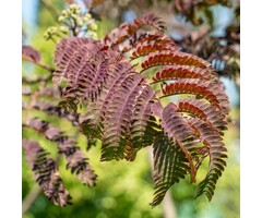 Perzische slaapboom op stam - Albizia julibrissin 'Summer Chocolate'