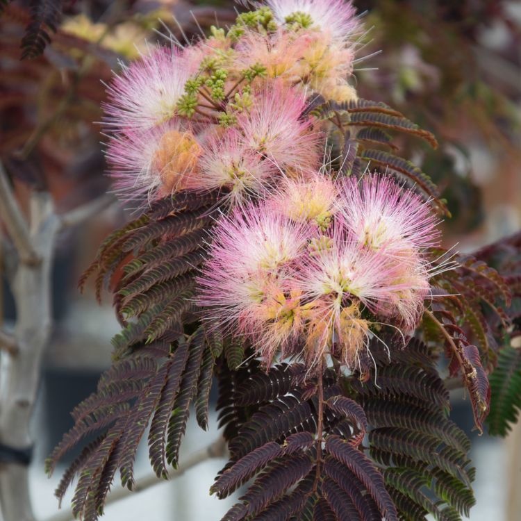 Perzische Slaapboom Op Stam Albizia Julibrissin Summer Chocolate 
