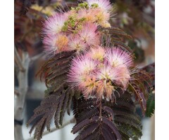 Meerstammige Perzische Slaapboom - Albizia julibrissin 'Summer Chocolate' meerstammig