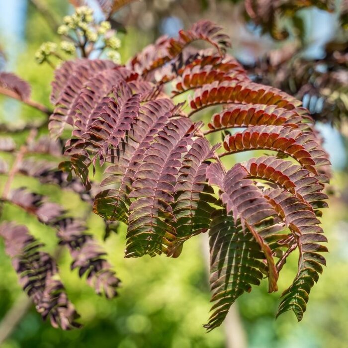 Meerstammige Perzische Slaapboom - Albizia julibrissin 'Summer Chocolate' meerstammig