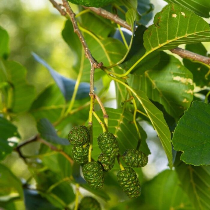 Zwarte els - Alnus glutinosa