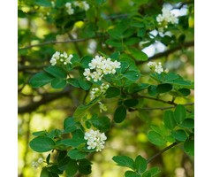 Dwerg krentenboompje - Amelanchier spicata