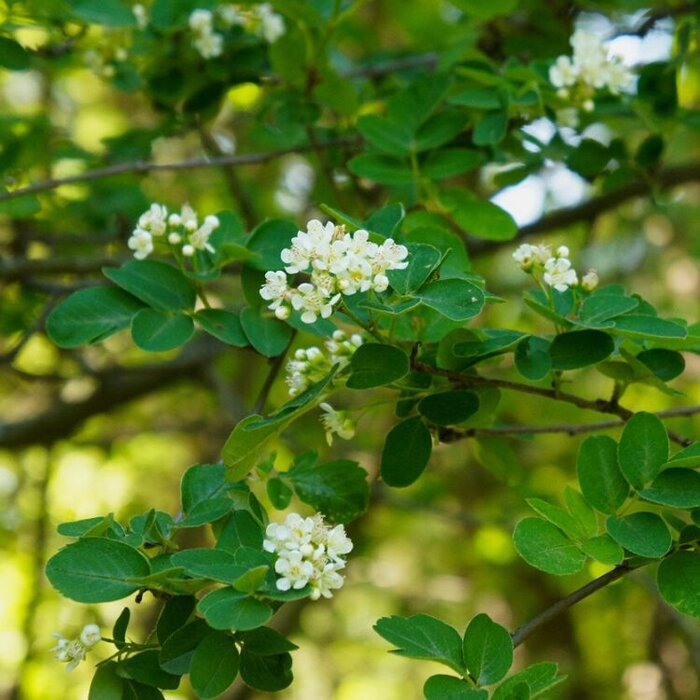 Dwerg krentenboompje (Amelanchier spicata)