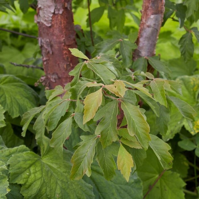 Esdoorn (Acer griseum)