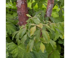 Meerstammige Papieresdoorn - Acer griseum meerstammig
