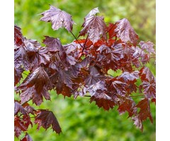 Noorse esdoorn op stam - Acer platanoides 'Crimson Sentry'