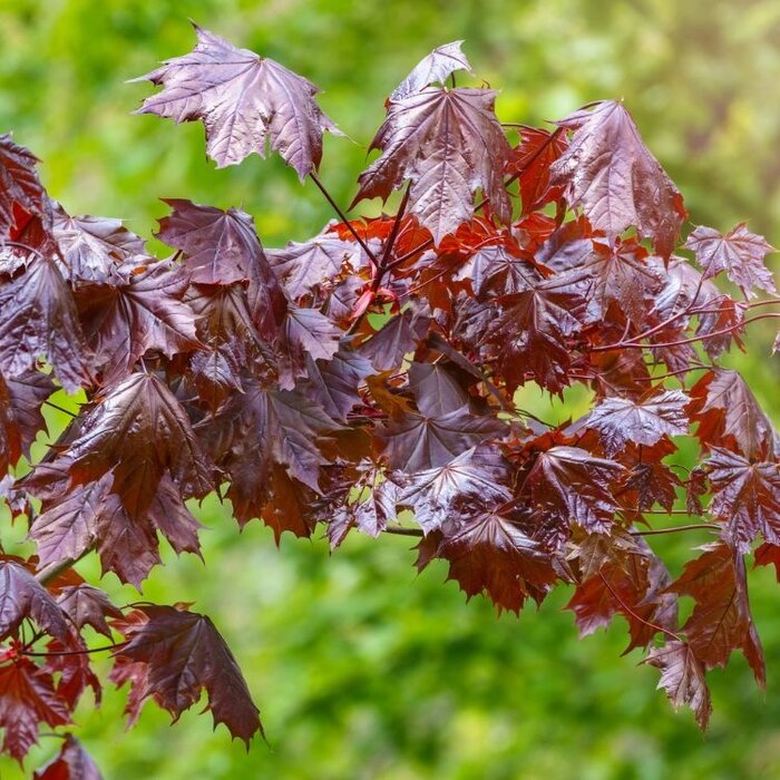 Noorse esdoorn op stam - Acer platanoides 'Crimson Sentry'
