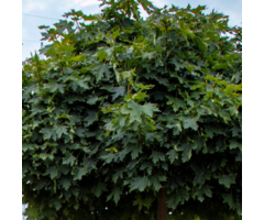 Meerstammige Esdoorn - Acer platanoides 'Globosum' meerstammig