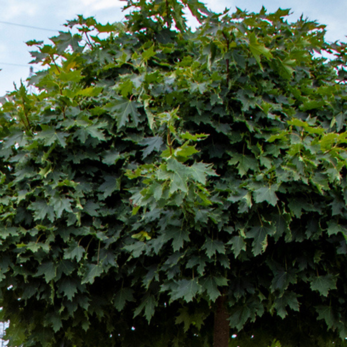 Meerstammige Esdoorn - Acer platanoides 'Globosum' meerstammig