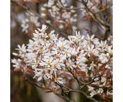 Krentenboom - Amelanchier laevis 'Ballerina'