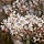 Krentenboom - Amelanchier laevis 'Ballerina'