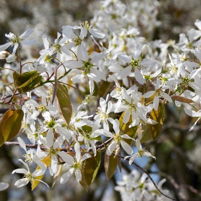 Meerstammige Krentenboom - Amelanchier lamarckii meerstammig