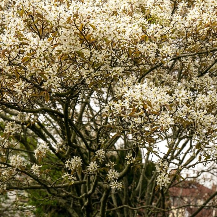 Meerstammige Krentenboom - Amelanchier lamarckii meerstammig