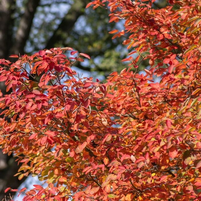Meerstammige Krentenboom - Amelanchier lamarckii meerstammig