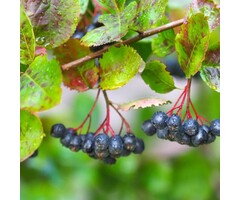 Zwart appelbes - Aronia prunifolia 'Viking'