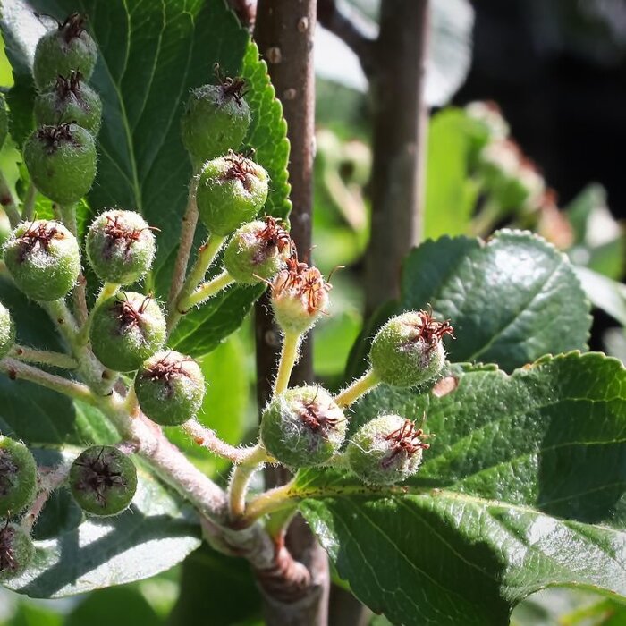 Zwart appelbes (Aronia prunifolia 'Viking')