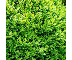 Buxus op stam - Buxus sempervirens