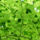 Meerstammige Haagbeuk - Carpinus betulus meerstammig