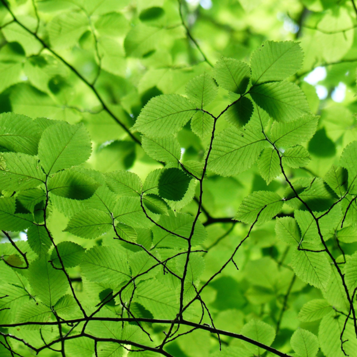 Beukenboom  - Carpinus betulus