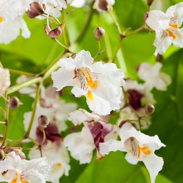 Gele Catalpa - Catalpa bignonioides 'Aurea'