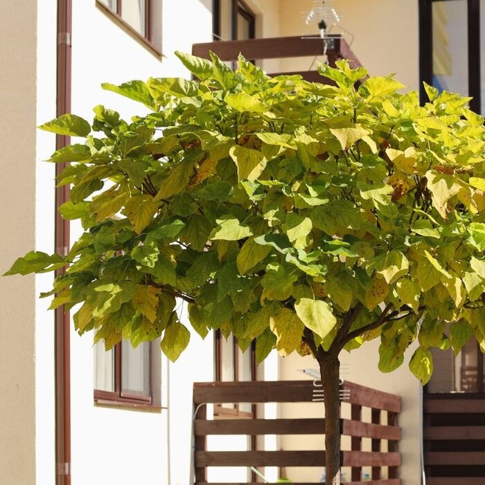 Gele Catalpa - Catalpa bignonioides 'Aurea'