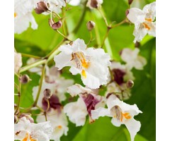 Meerstammige Catalpa - Catalpa bignonioides 'Aurea' meerstammig