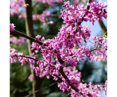 Meerstammige Judasboom - Cercis chinensis 'Avondale' meerstammig