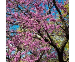 Meerstammige Judasboom - Cercis siliquastrum meerstammig