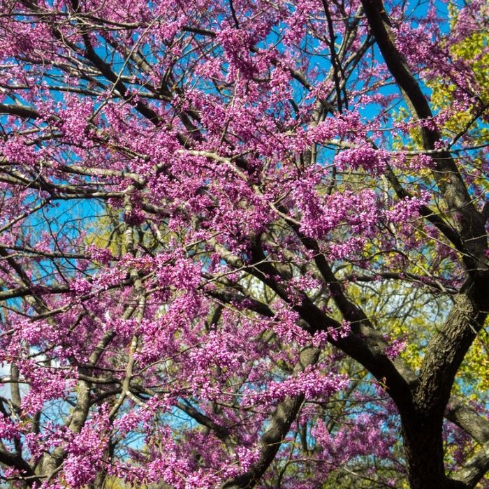 Meerstammige Judasboom - Cercis siliquastrum meerstammig