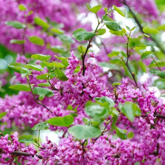 Meerstammige Judasboom - Cercis siliquastrum meerstammig
