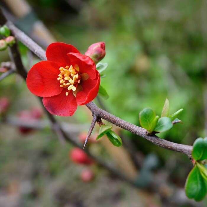 Japanse sierkwee (Chaenomeles superba 'Crimson and Gold')