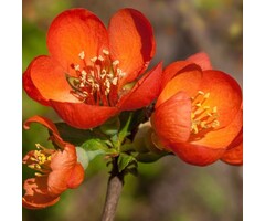 Japanse sierkwee - Chaenomeles superba 'Orange Trail'