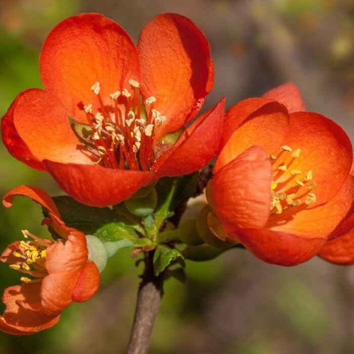 Japanse sierkwee (Chaenomeles superba 'Orange Trail')