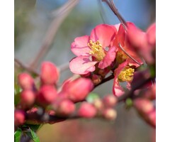 Japanse sierkwee - Chaenomeles superba 'Pink Lady'