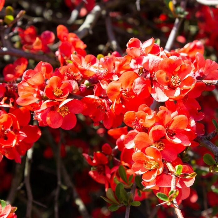 Japanse sierkwee (Chaenomeles superba 'Texas Scarlet')
