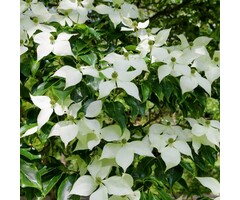 Japanse Kornoelje - Cornus kousa 'Milky Way'