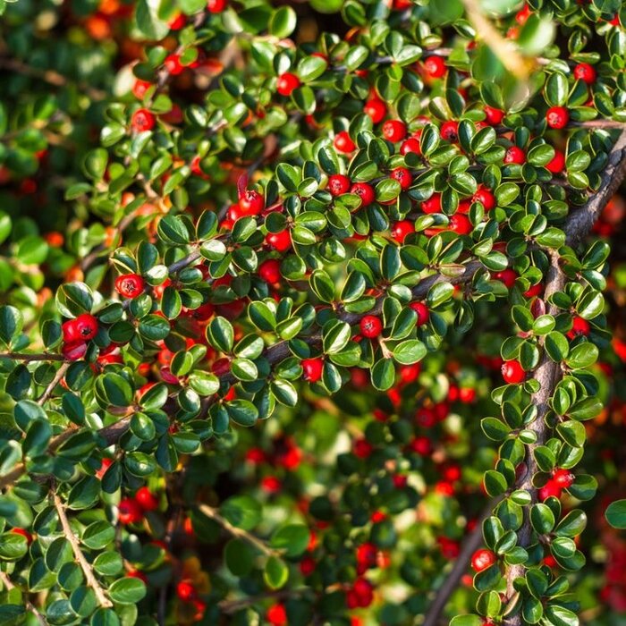 Dwergmispel op stam - Cotoneaster suecicus 'Coral Beauty'
