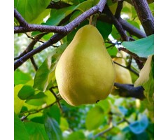 Kweepeer - Cydonia oblonga 'Vranja'