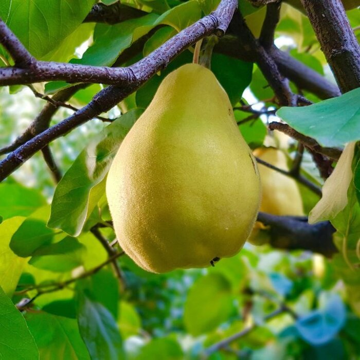 Kweepeer - Cydonia oblonga 'Vranja'