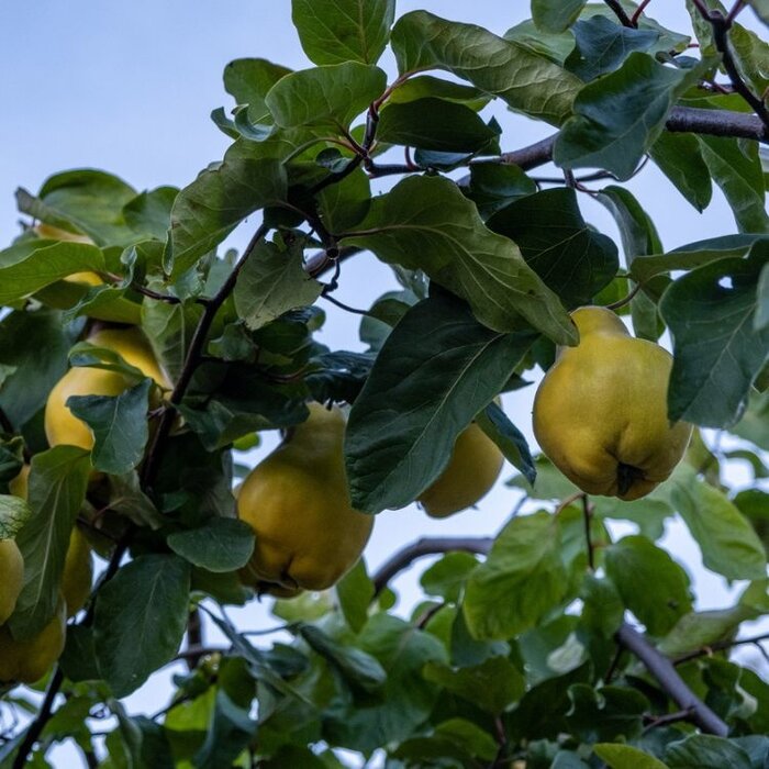 Kweepeer - Cydonia oblonga 'Vranja'