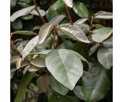 Lei olijfwilg - Elaeagnus ebbingei leiboom