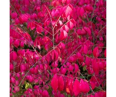 Meerstammige Kardinaalshoed - Euonymus alatus meerstammig