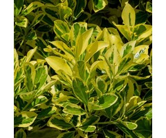 Japanse kardinaalsmuts op stam - Euonymus japonicus 'Aureomarginatus'