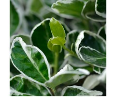 Japanse kardinaalsmuts op stam - Euonymus japonicus 'Kathy'