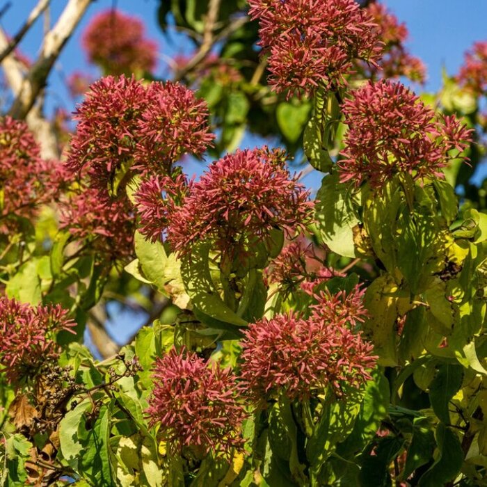 Meerstammige Zevenzonenboom - Heptacodium miconioides meerstammig