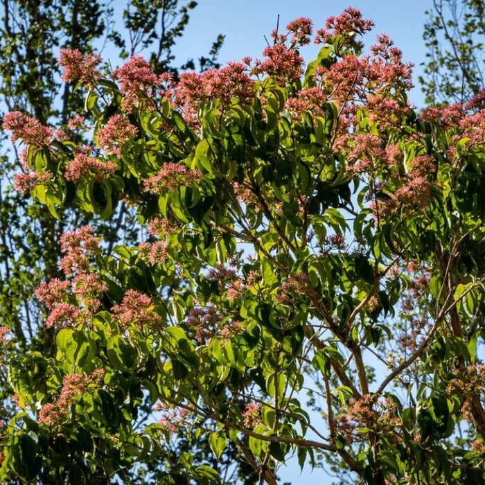 Meerstammige Zevenzonenboom - Heptacodium miconioides meerstammig